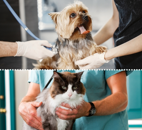 Health Check Up (Cat/Dog)